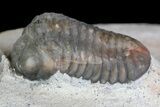 Four Trilobite Species In Association - Jorf, Morocco #138935-12